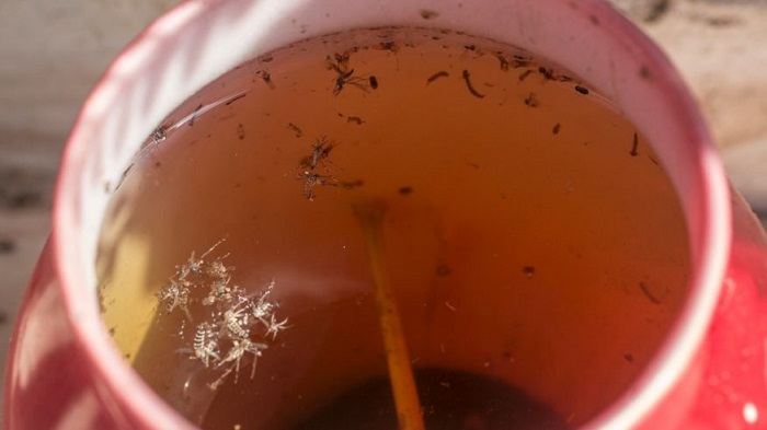 Colombia declares end to Zika epidemic inside country 